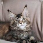 Stella