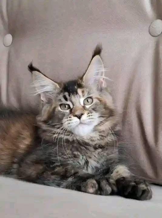 Stella