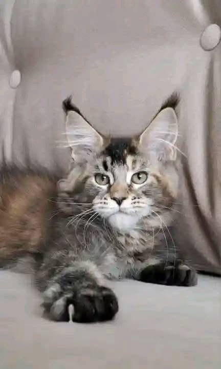 Stella