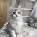 Oliver