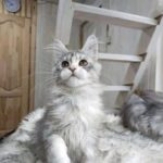 Oliver
