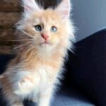 Jasper