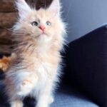 Jasper