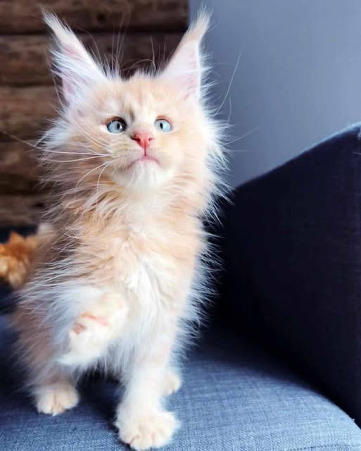 Jasper