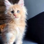 Jasper