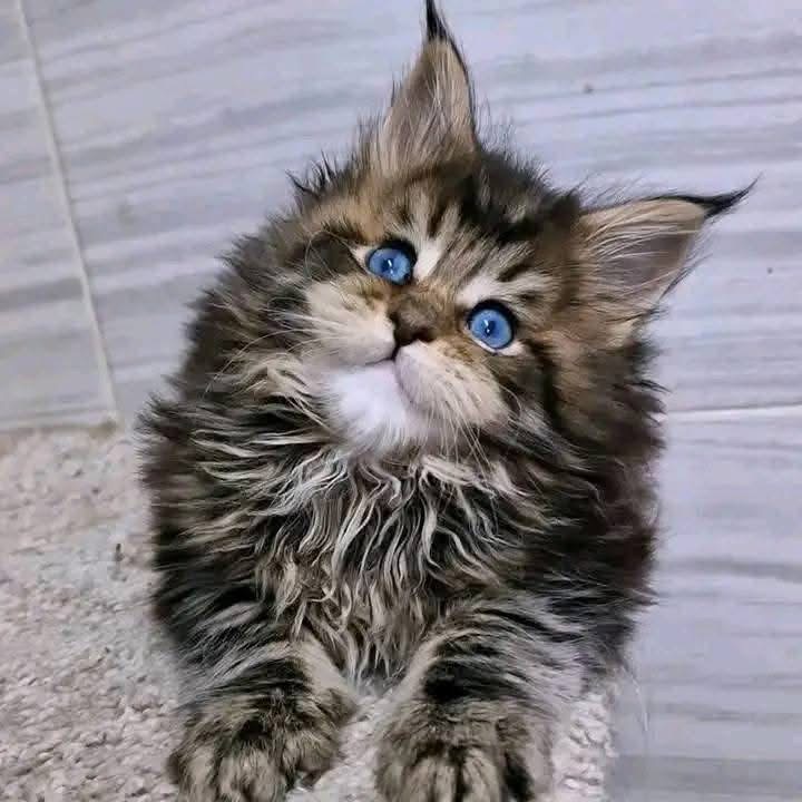 Bella