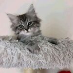 Peanut