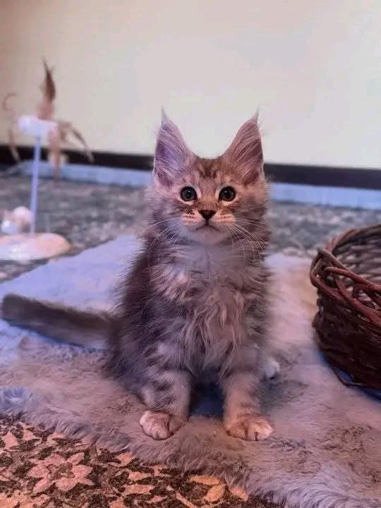 Otis