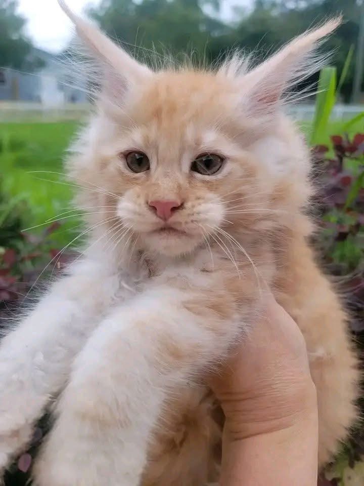 Ziggy