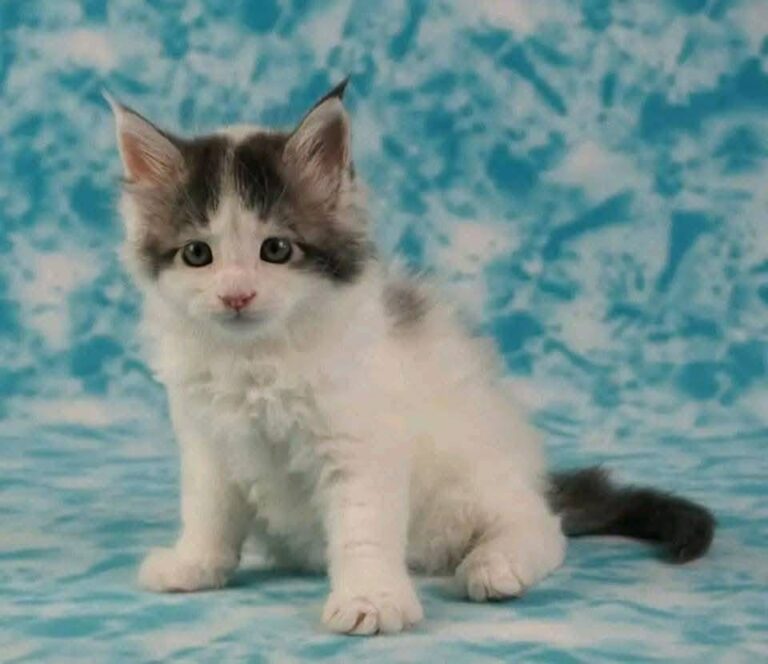 Meldine